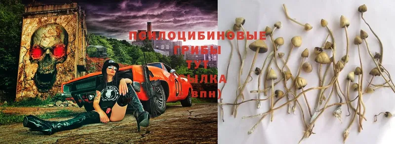 Псилоцибиновые грибы Psilocybe  Армавир 